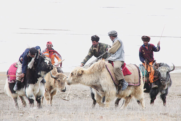 Yak Polo
